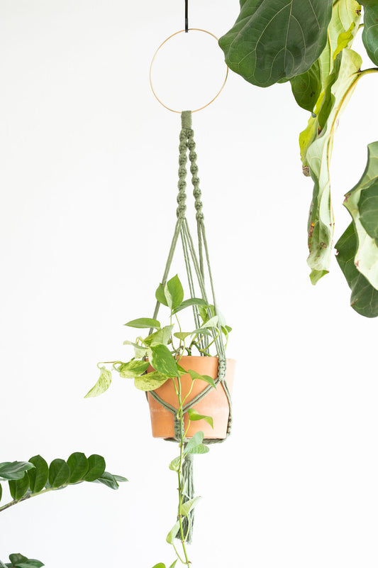 Simple Plant Hanger